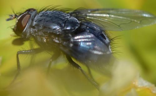 Calliphora vicina